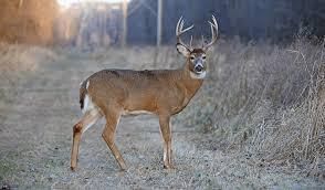 agemydeer's tweet image. Your food plot budget: $500. Your age analysis budget: $10. Buy credits in bulk at agemydeer.com/shop and know exactly what you're managing. agemydeer.com #FoodPlotManagement #CreditShop #BuckAge #PropertyManagement #DeerHerd