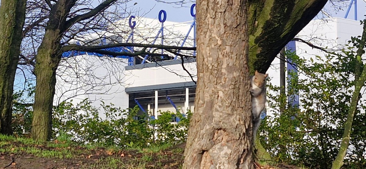bluechronicle1's tweet photo. Squirrel having a pose https://t.co/a3n8rJkGs2