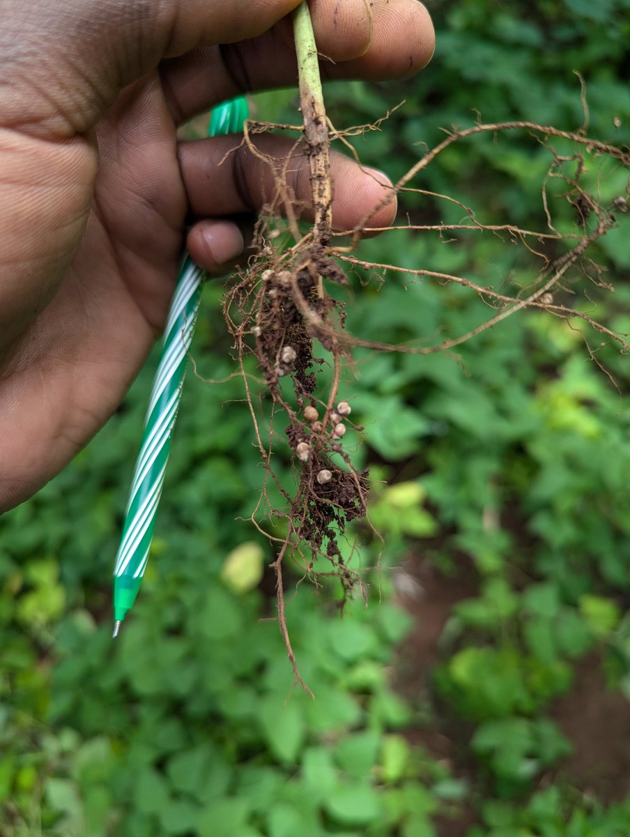 CANALLS Project tweet media