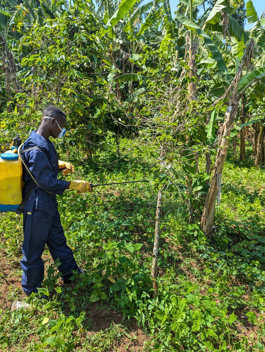 CANALLS Project tweet media