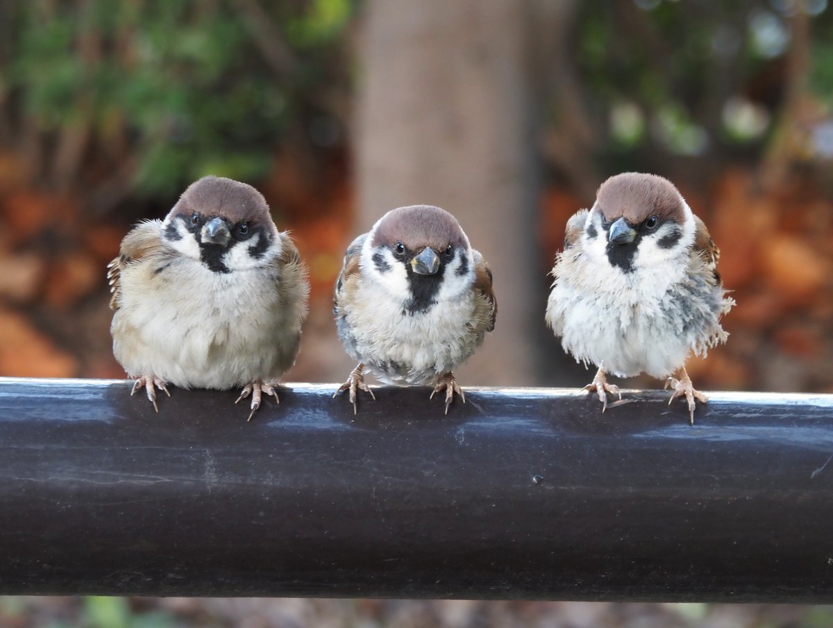 ちゅんちゅん (@chunchu0803) / Posts / X