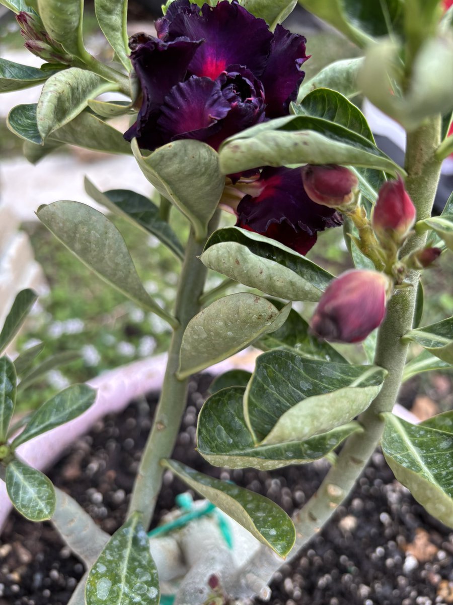 karreyx's tweet photo. Beautiful purple flowers. #gifts #adenium #liveplants #flowers #exoticplants #cactus #purpleflowers #bonsai https://t.co/djB1KDbcb6