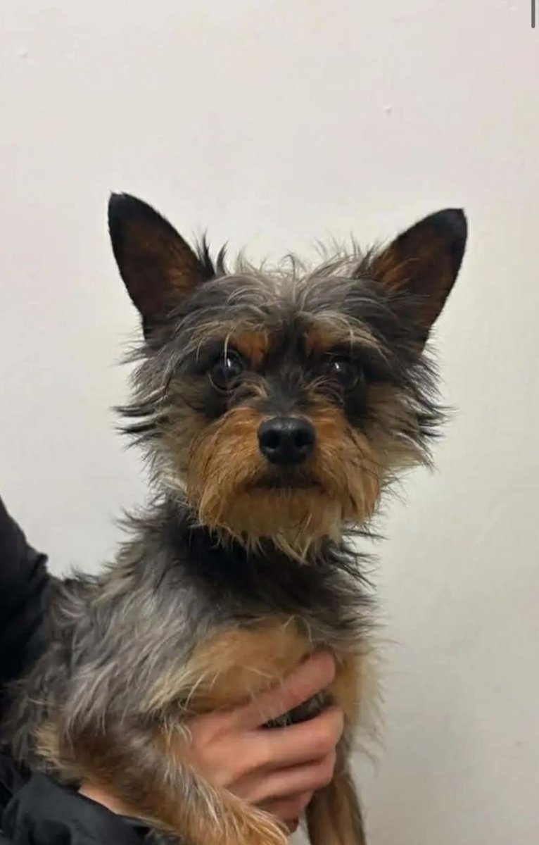 Me mates mum has just got a new dog 2 days ago and hes got out an hour ago and disappeared from drakefield road norris green if anyone is around there and sees him let me know she is devastated

Anyone sees this dog around Norris green let us know please