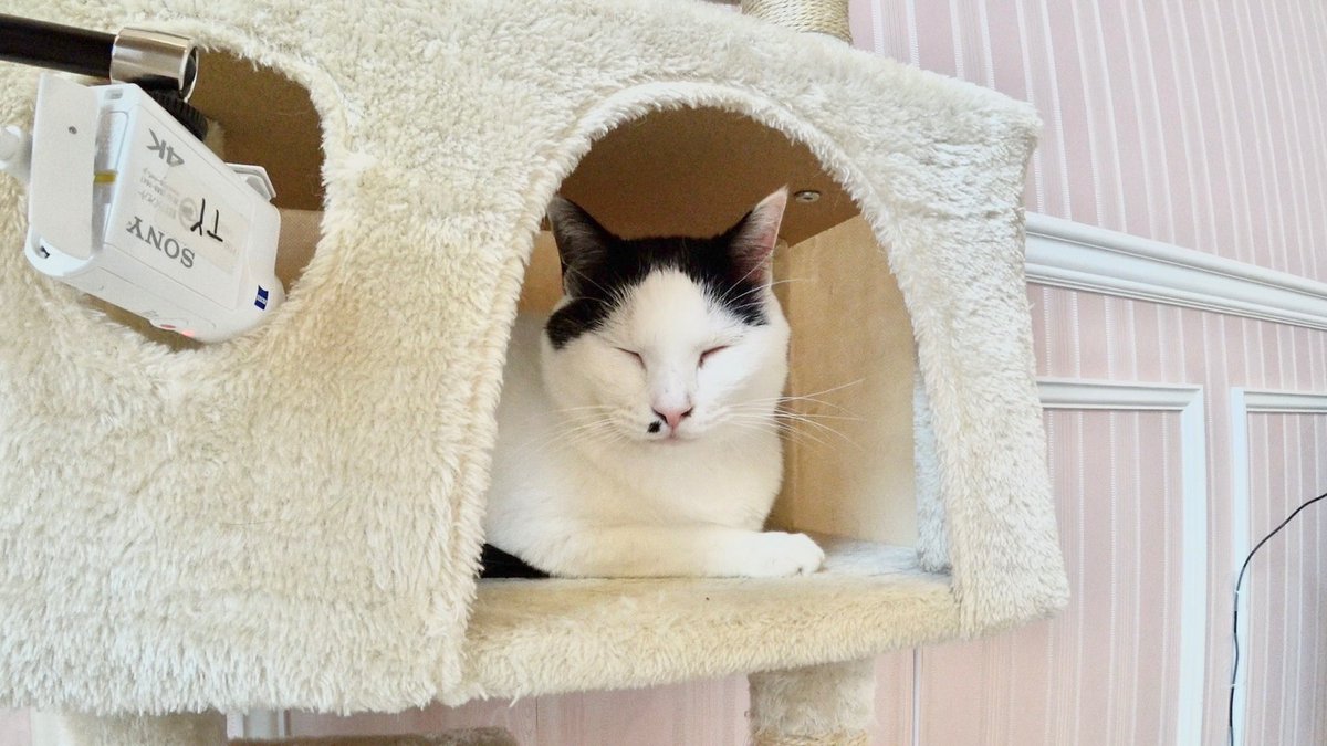 今週の #嗚呼みんなの動物園 は
おやすみです😴🌙

写真は"おやすみ"中のモンロー🐱

次回は12/27(土)、ボリューム満点の
4️⃣時間SPでお届けします！

お楽しみに✨️

#相葉雅紀