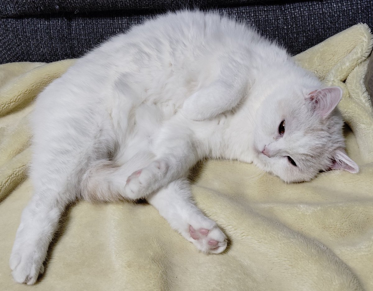 福ちゃん (@fukuchanwhite) on X