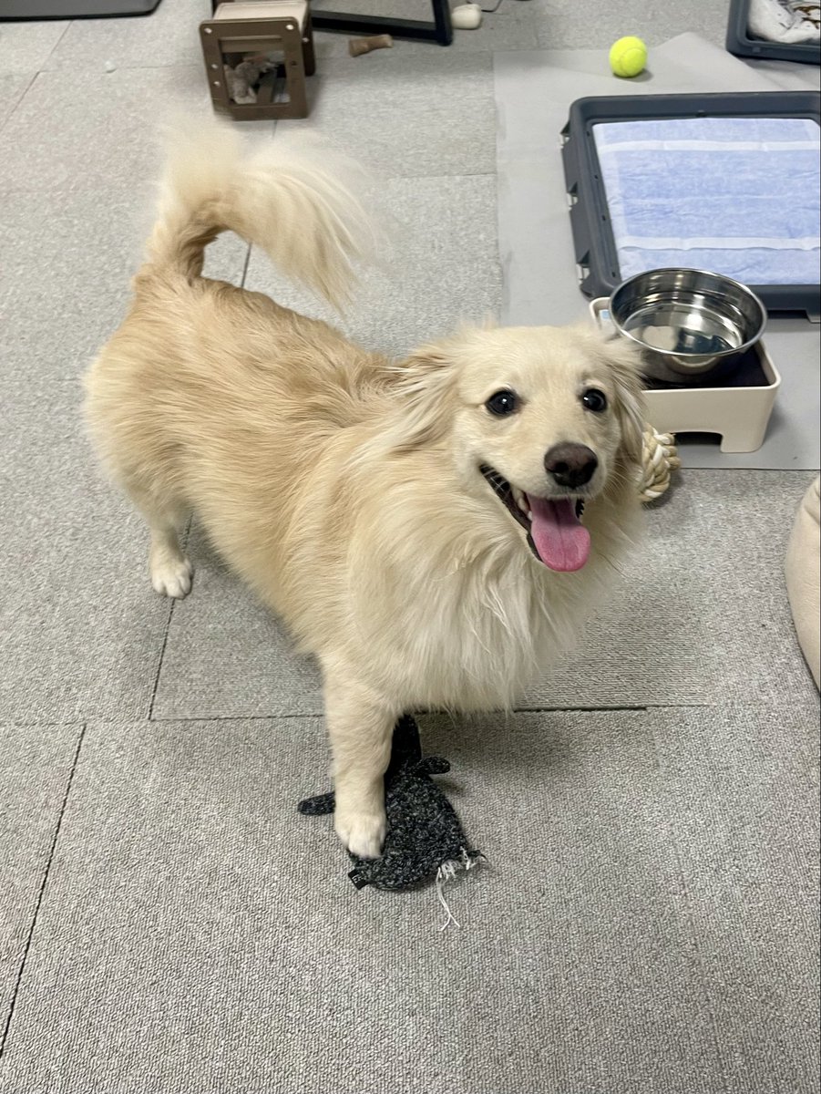 とろろ犬　エメラルド ポメックスのとろろくん (@monaka_0507) / Highlights / X