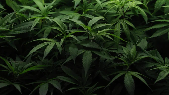 🔵MARKETEVANS: Trump prevede di allentare le restrizioni sulla marijuana e modificarne la classificazione