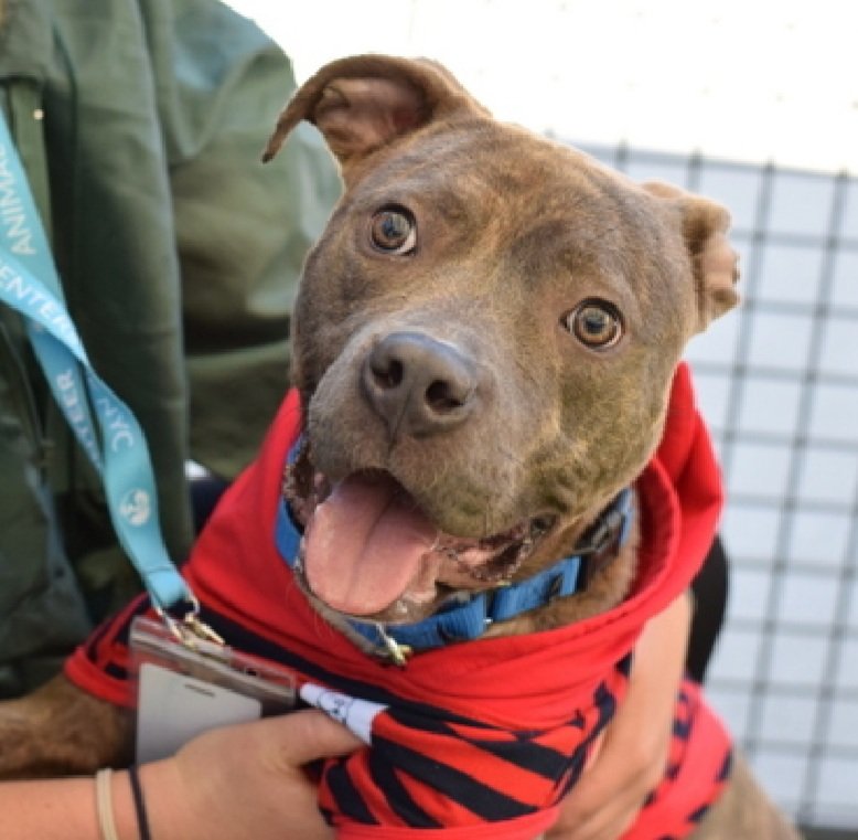 MorgFairsdogs's tweet photo. Brownie 239901
Relisted TBK 12/13
#NYCACC #AdoptMe 
She is a pretty 6 yr old brindle girl
Deteriorating in care 
Highly social with staff 
Loves to play, needs appropriate outlets for her energy 
Help save Brownie!
https://t.co/ufzacy5pcU
#Pledge4Rescue #foster #adopt 
#Brownie239901
#DogsofX