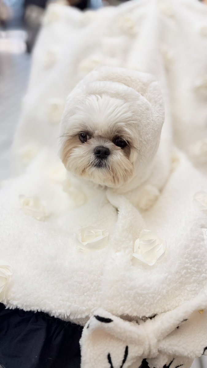 えっちゃん (@BokuEsteban) / Posts / X