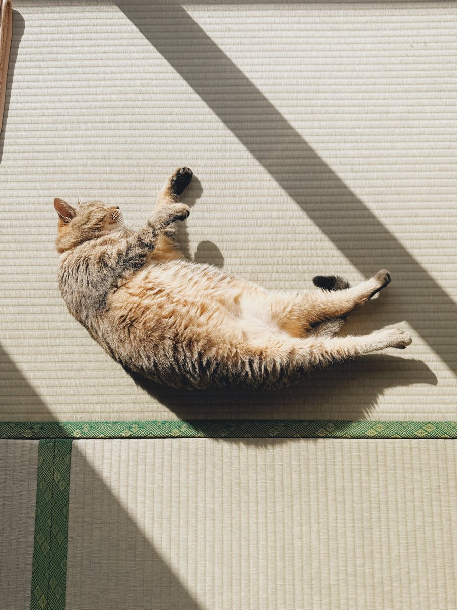 本日のオフショットで〜す🐈 なぜかヨガマットがすきなまるぴ…爪研ぎ
