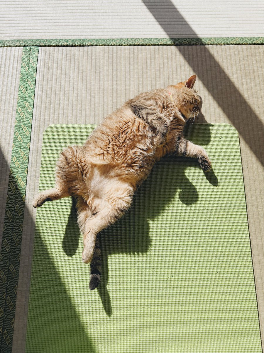 ☆ きのぴ☺︎ さま　専用　☆ 本日のオフショットで〜す🐈 なぜかヨガマットがすきなまるぴ…爪研ぎ