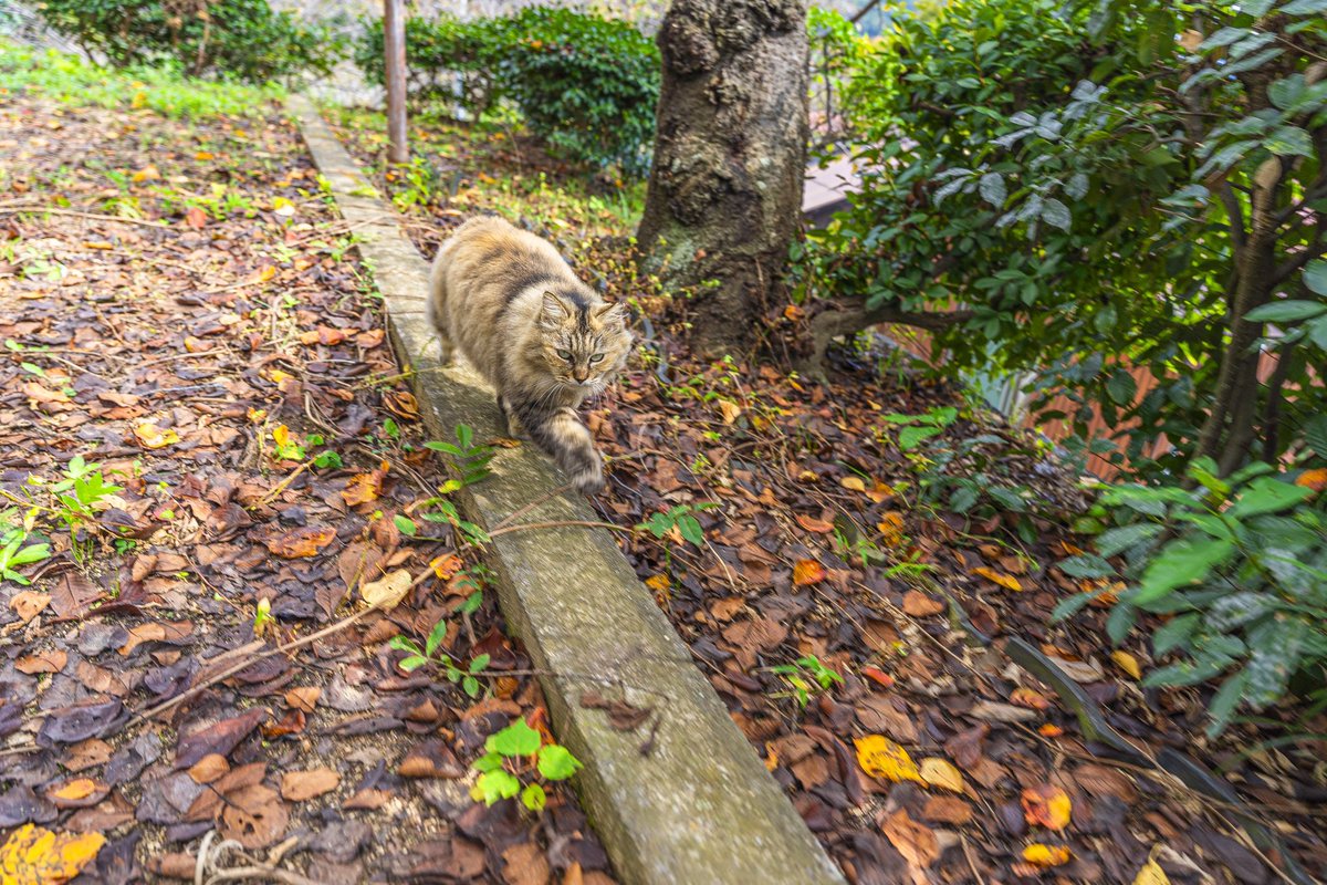 あっきー (@ackey_mk2) / Posts / X