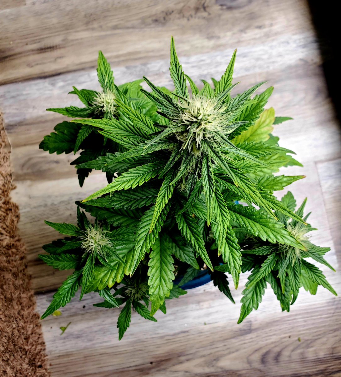 We have no name for this Autoflower strain my cousin created. I'm going with Scromit OG 😆