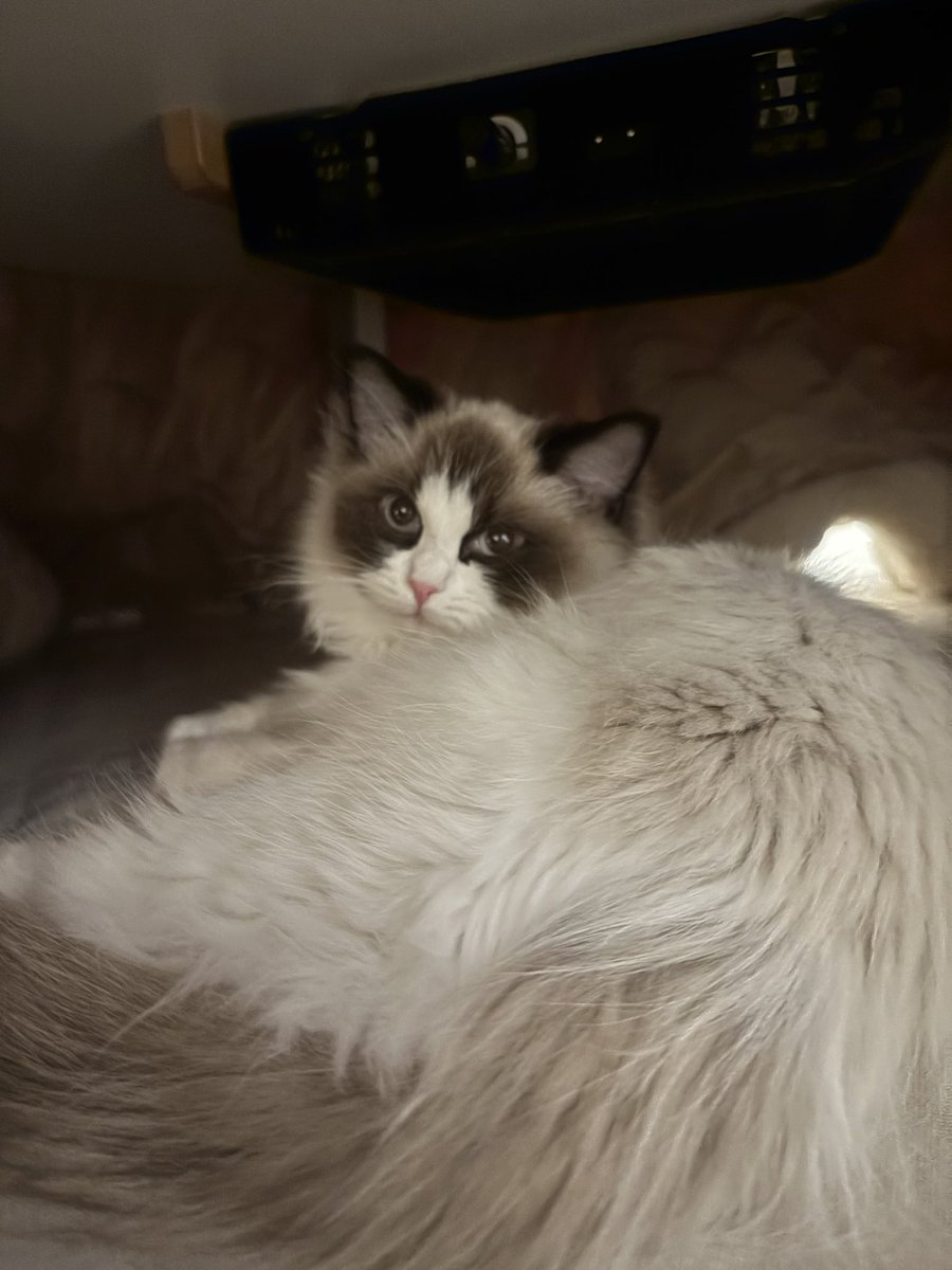 rinatarou1024's tweet photo. ふわふわ

 #ラグドール  #猫のいる暮らし  #猫好きさんと繋がりたい  #cat https://t.co/0QxVEcPRAo