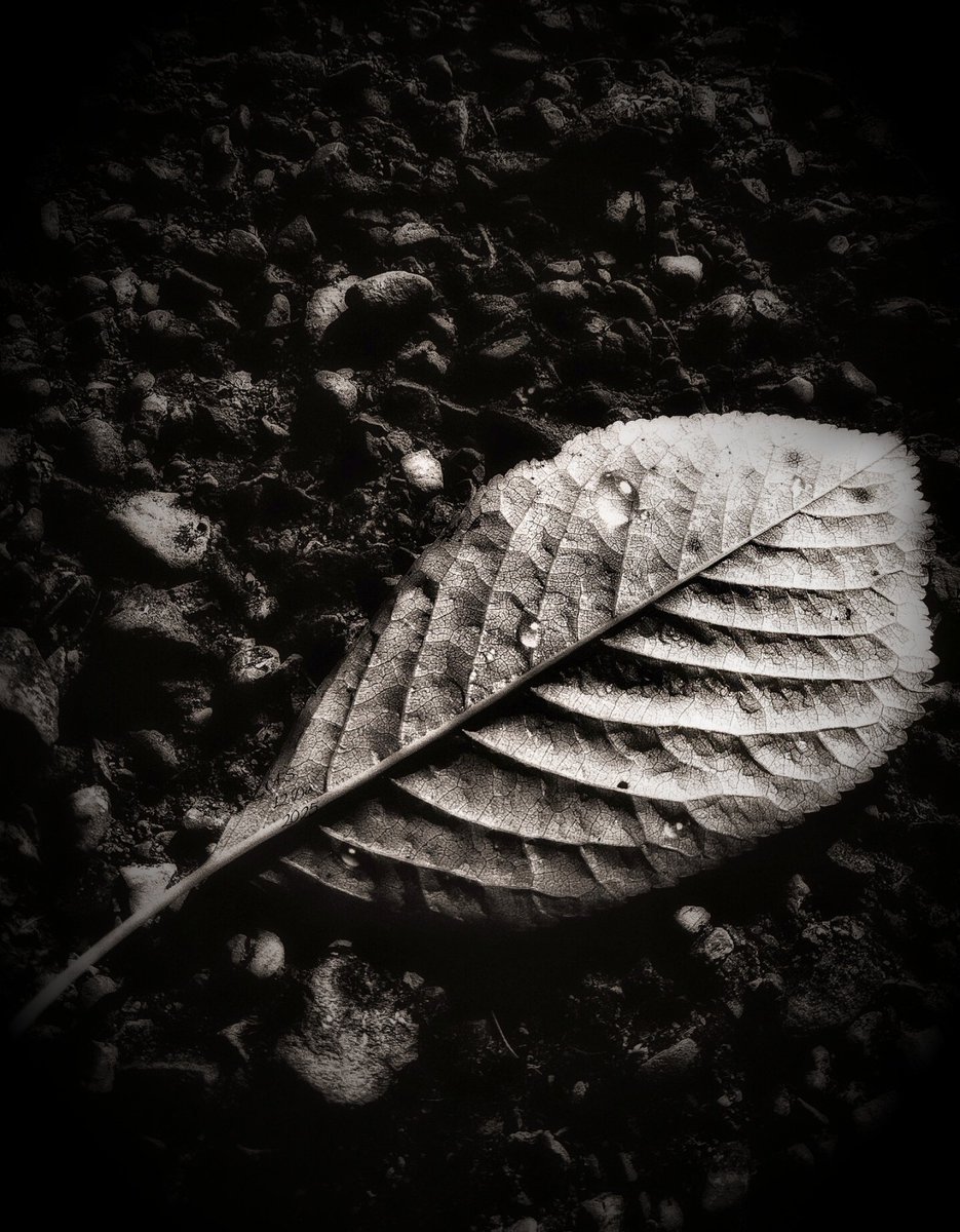 A_Sapphireh's tweet photo. #unefeuille #unafoglia #aleaf
📸A.S https://t.co/etUAkNdvak