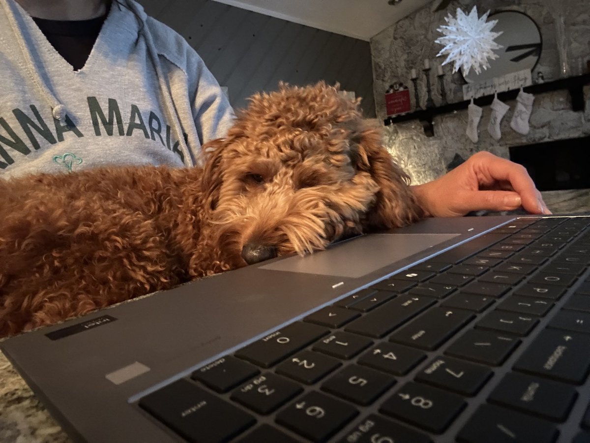 Trying to work has become a challenge with this one around…