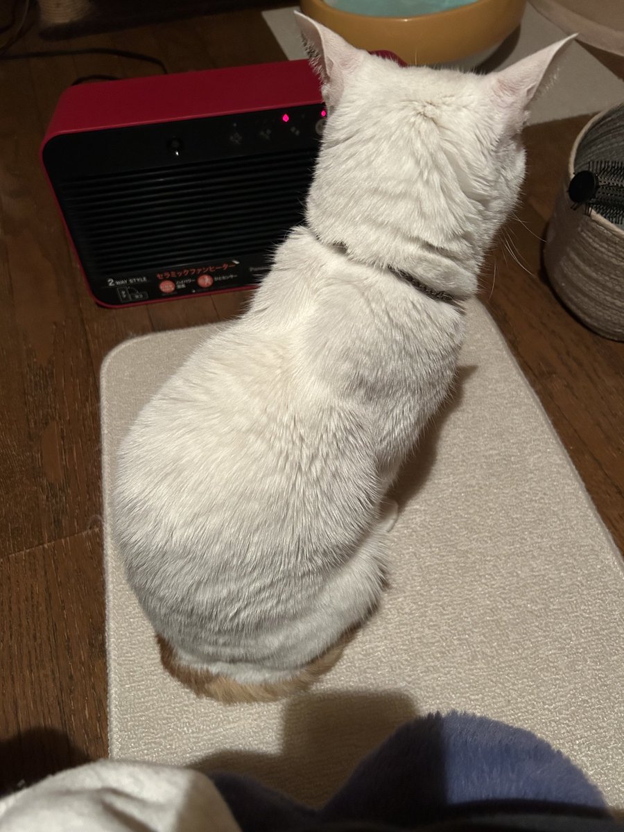 RT @anoz93WQdP74nRA: こんばんは 寒いね