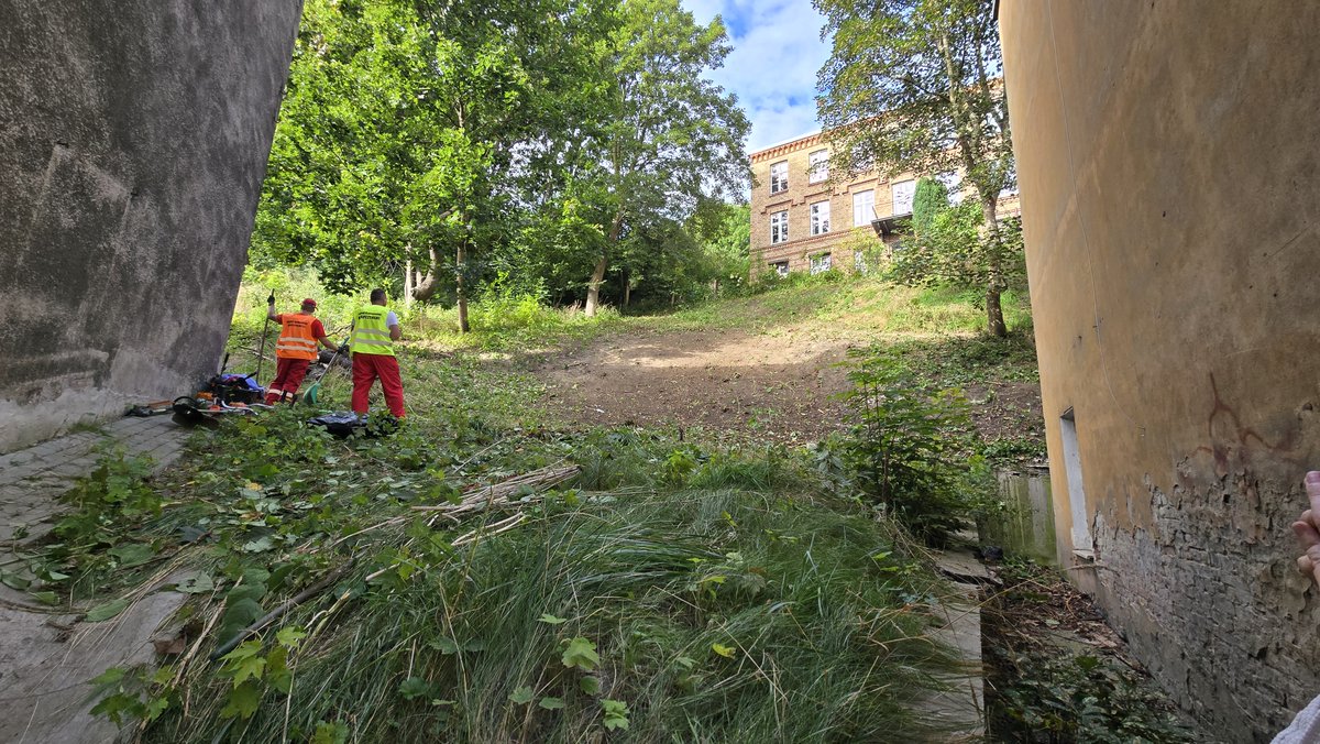 GZDiZ's tweet photo. W tym roku GZDiZ zabezpieczył ponad 0,55 ha terenów zielonych przed rozrostem rdestowca (https://t.co/ylYlAkNVIK.: Biskupia Górka, Jar Wilanowski, Wyspa Sobieszewska). Prace były współfinansowane przez WFOŚiGW i prowadzone zgodnie z wytycznymi GDOŚ. https://t.co/3Vp2w2QUOQ