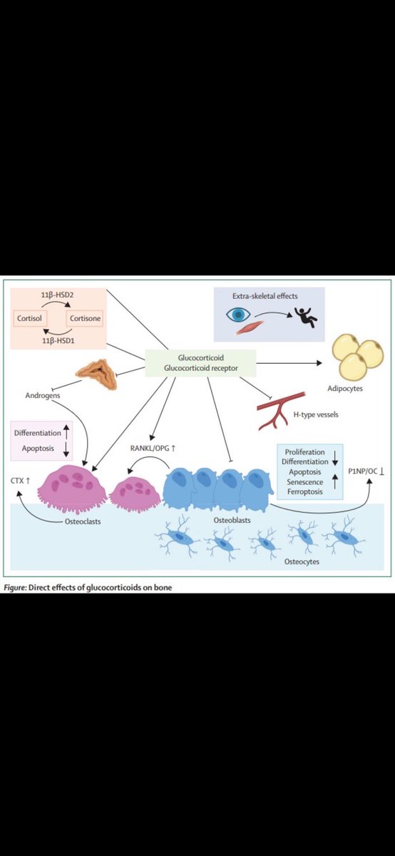 Uzun süreli oral glucocorticoid tedavi gören bireylerde osteoporoz ve kırıkların görülme sıklığının %30-50 gibi yüksek bir oranda olduğu tahmin edilmektedir; bu da glukokortikoid tedavisini sekonder ve iyatrojenik osteoporozun yaygın nedeni haline getirmektedir.