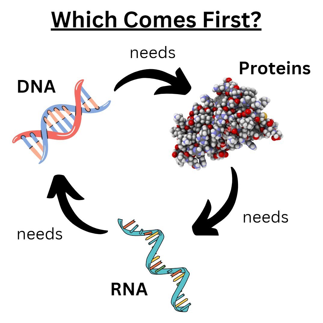 Life was without a doubt intelligently designed.

One of the most obvious evidences for Life's design is the various "chicken-or-egg" problems all over biology.

Within all cells, there are complex molecular machines running countless processes to keep us alive...but those