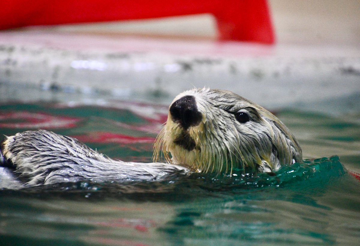 キラちゃん✨ 🦦2025.11.26🦦 #鳥羽水族館 #ラッコ #キラ #ラッコの