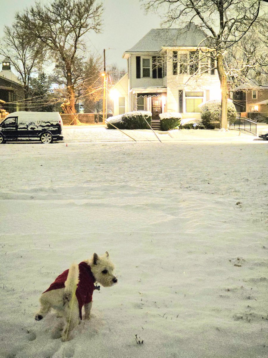SSPoseidon's tweet photo. Second snow and it's not even winter yet. Charlie does not approve #Westie #indianapolis #snow https://t.co/ySpc4Kyqg3