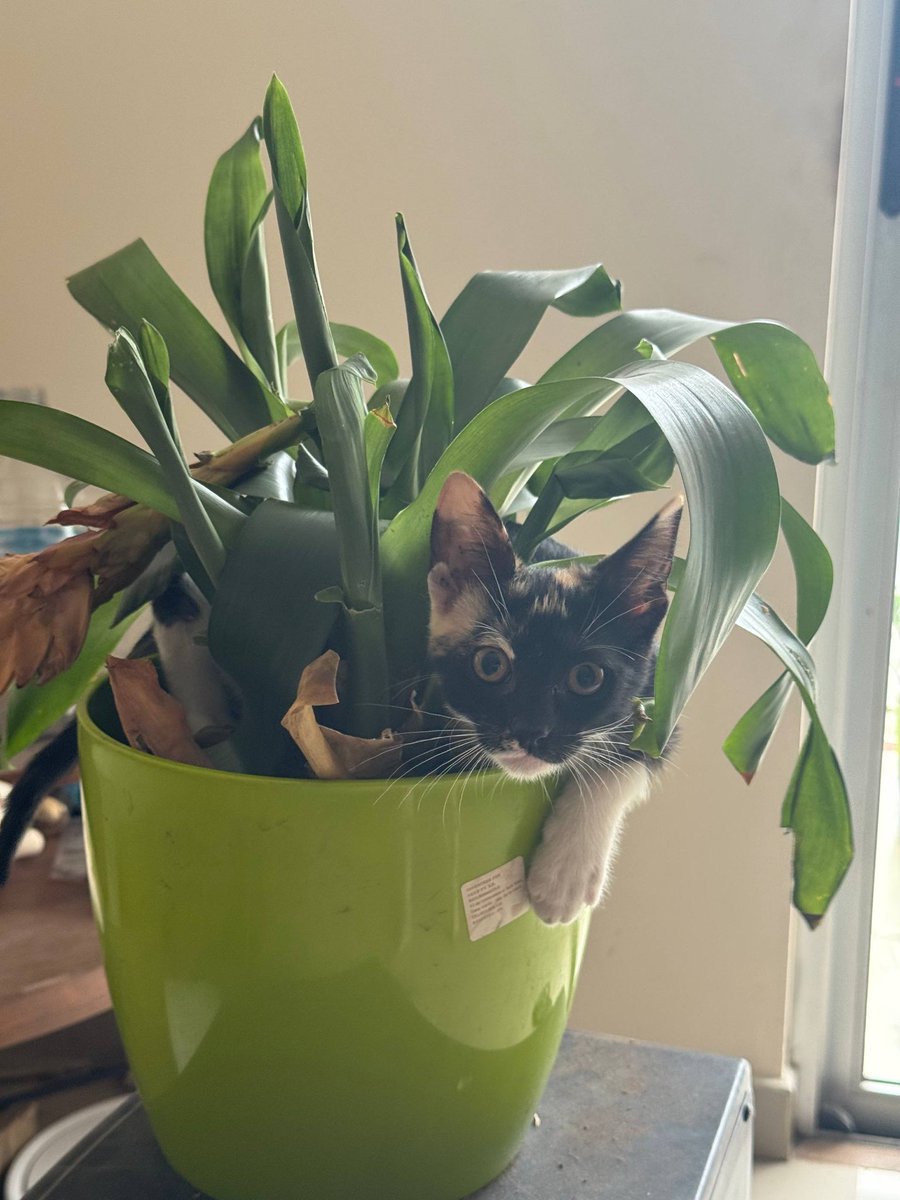 Хана цветку