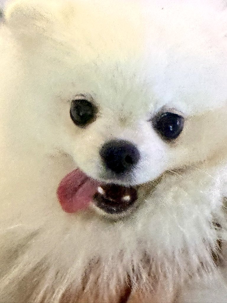 SO, CANDY is who to JUNGHWAN? Dongsaeng or Agi? #SOCANDY is giving off Little Sister energy! 🥰

#SOJUNGHWAN 
#소정환 
#JUNGHWAN 
#정환