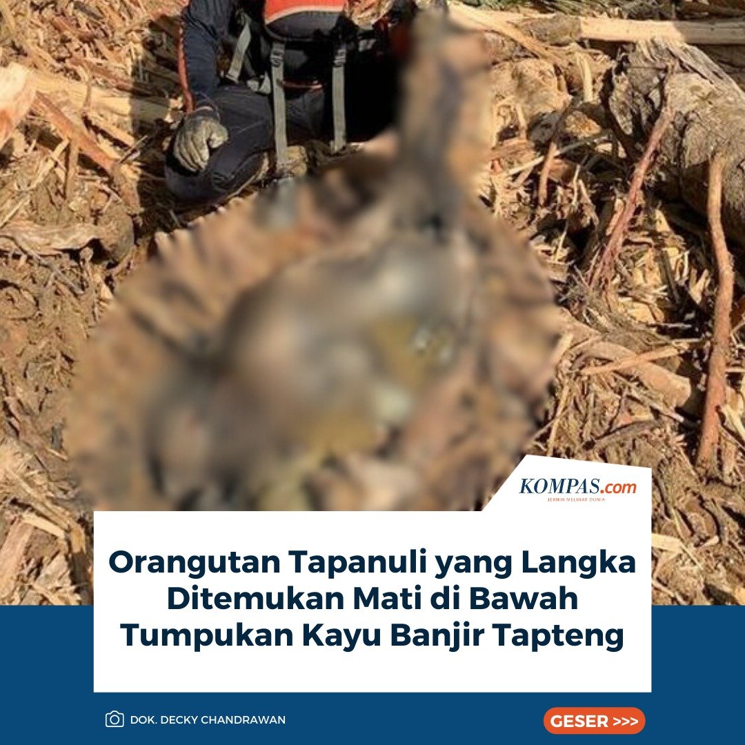 kompascom's tweet photo. Orangutan Tapanuli yang Langka Ditemukan Mati di Bawah Tumpukan Kayu Banjir Tapteng

Baca di: https://t.co/KDIXx4HpzE https://t.co/VM3mx5x7Ta