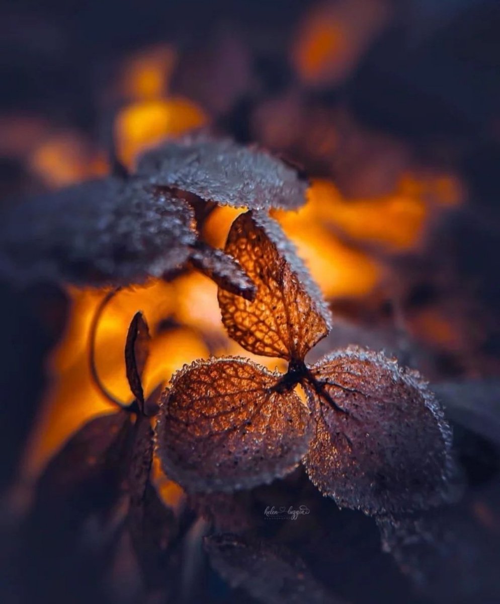 Miep51082958's tweet image. #Fragile  #Frost