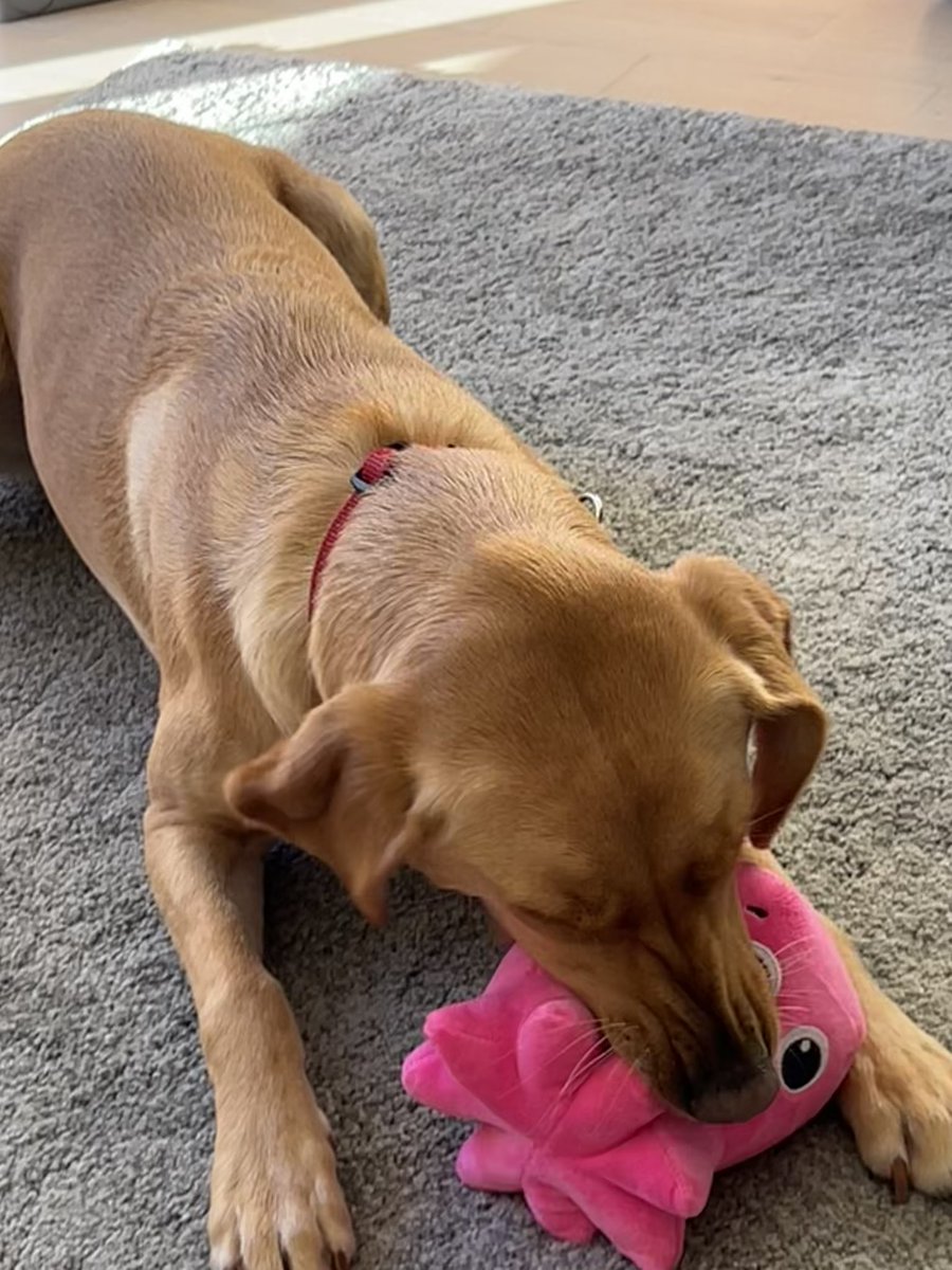 clairebutton's tweet photo. @OctopusEnergy Connie (the Puptopus) arrived today. I had barely got her out of the box when 🐕 took an instant liking to her! She is sooooo excited to have a new playmate! https://t.co/7DoVl9MKRE