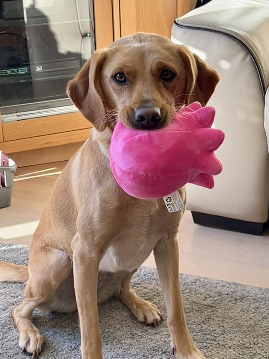 clairebutton's tweet photo. @OctopusEnergy Connie (the Puptopus) arrived today. I had barely got her out of the box when 🐕 took an instant liking to her! She is sooooo excited to have a new playmate! https://t.co/7DoVl9MKRE