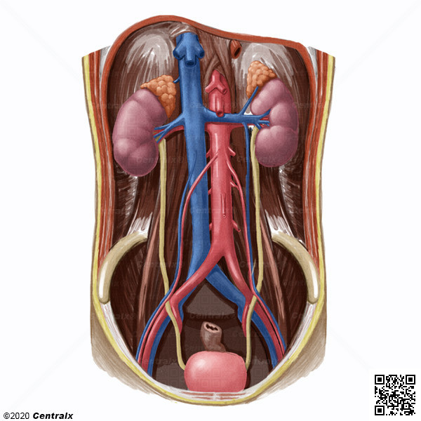BulasMed's tweet image. Nova ilustração no Atlas do Corpo Humano: Sistema Urogenital! 📚 #Anatomia

Todos os órgãos envolvidos na #reprodução e na formação e excreção da #urina.

atlasdocorpohumano.com/p/imagem/siste…
