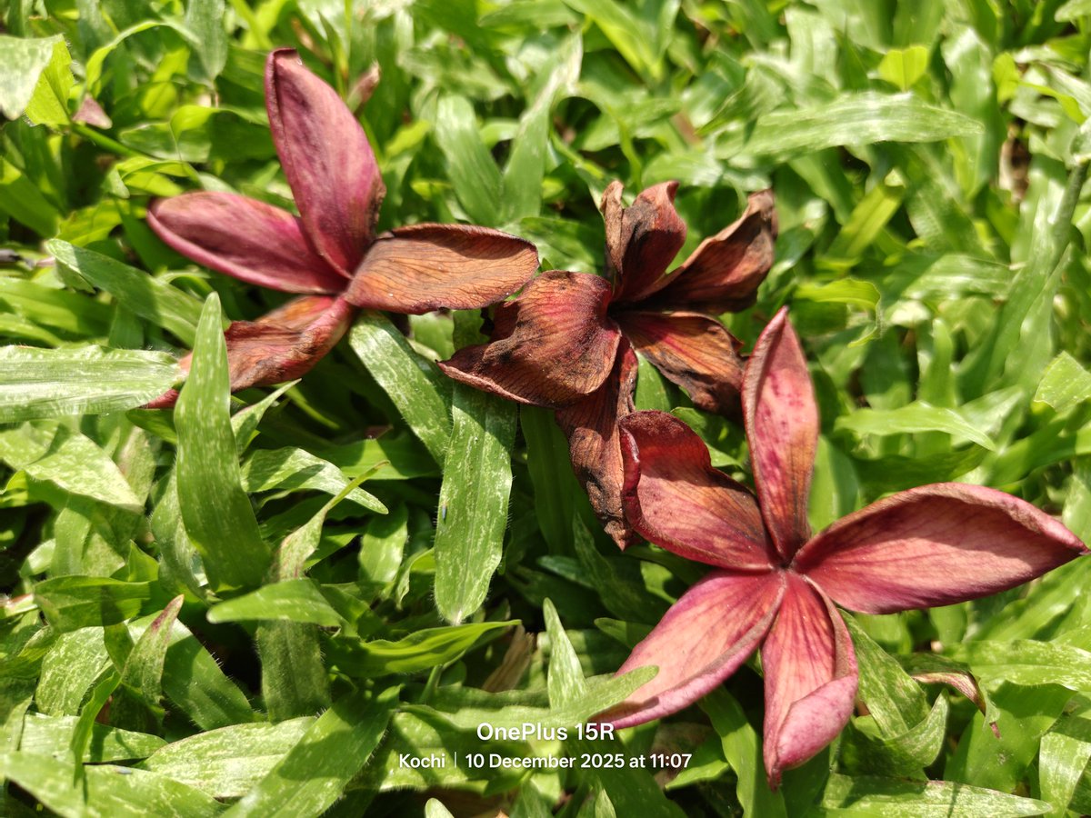 nirmaltv's tweet image. A few camera samples from #OnePlus15R. It features the same DetailMax Engine from OnePlus 15. 
#ShotonOnePlus