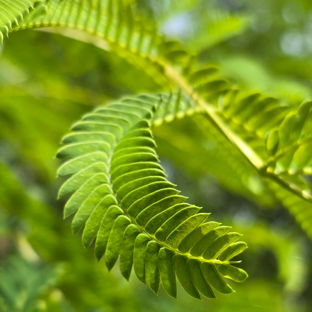 BryanM07091272's tweet image. Share your leaf photography 🍂