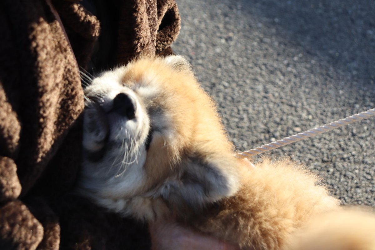 まめちゃん まめきちまめこニートの日常 マスコットスイング｜ガシャポン