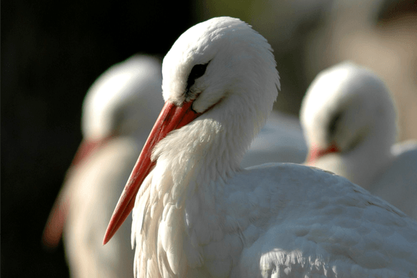 SEO/BirdLife tweet media