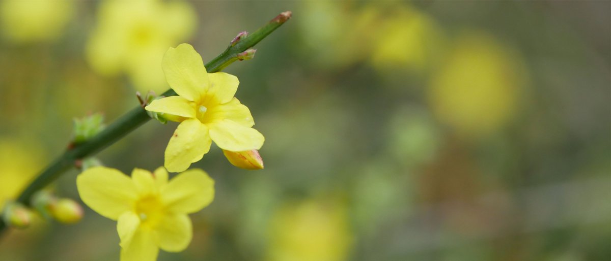 De winter laat zich al voelen in de tuin van Hortus Leiden. Ga nog even langs vóór de wintersluiting van 25 december t/m 1 januari. Speur naar kleur in het seizoen, zoals de vroeg bloeiende winterjasmijn (Jasminum nudiflorum).

<a href="/HortusLeiden/">Hortus Leiden</a> #winter #winterjasmijn
