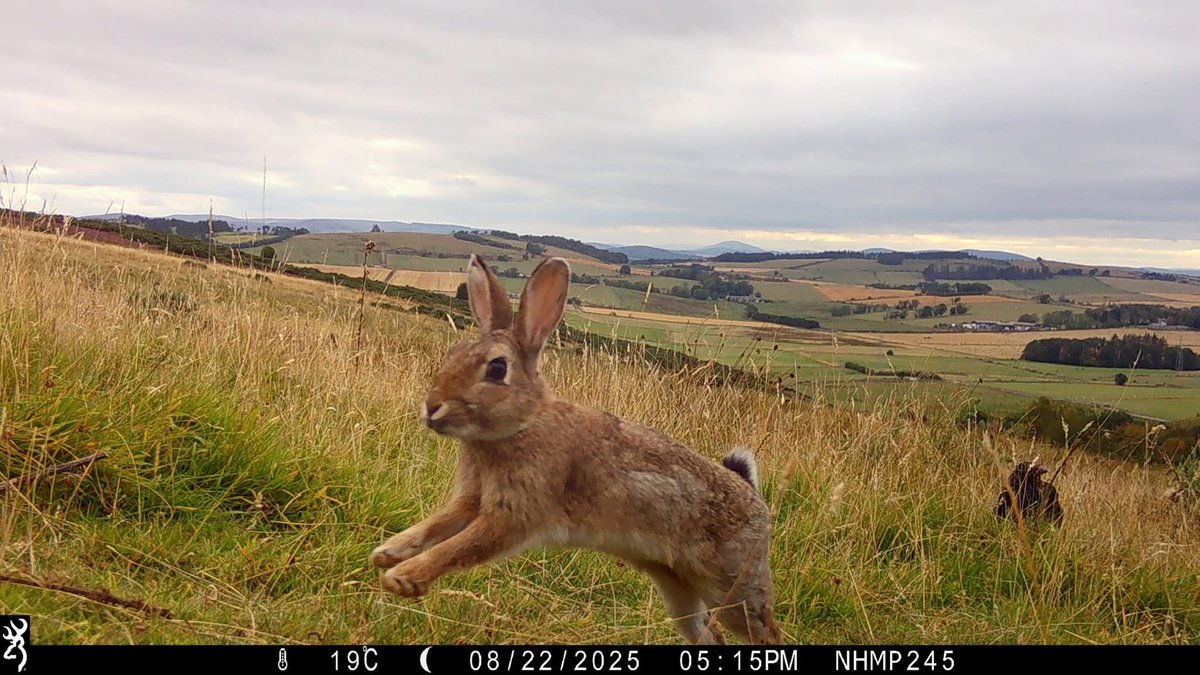 trailcam (@trail_cams) on Twitter photo 