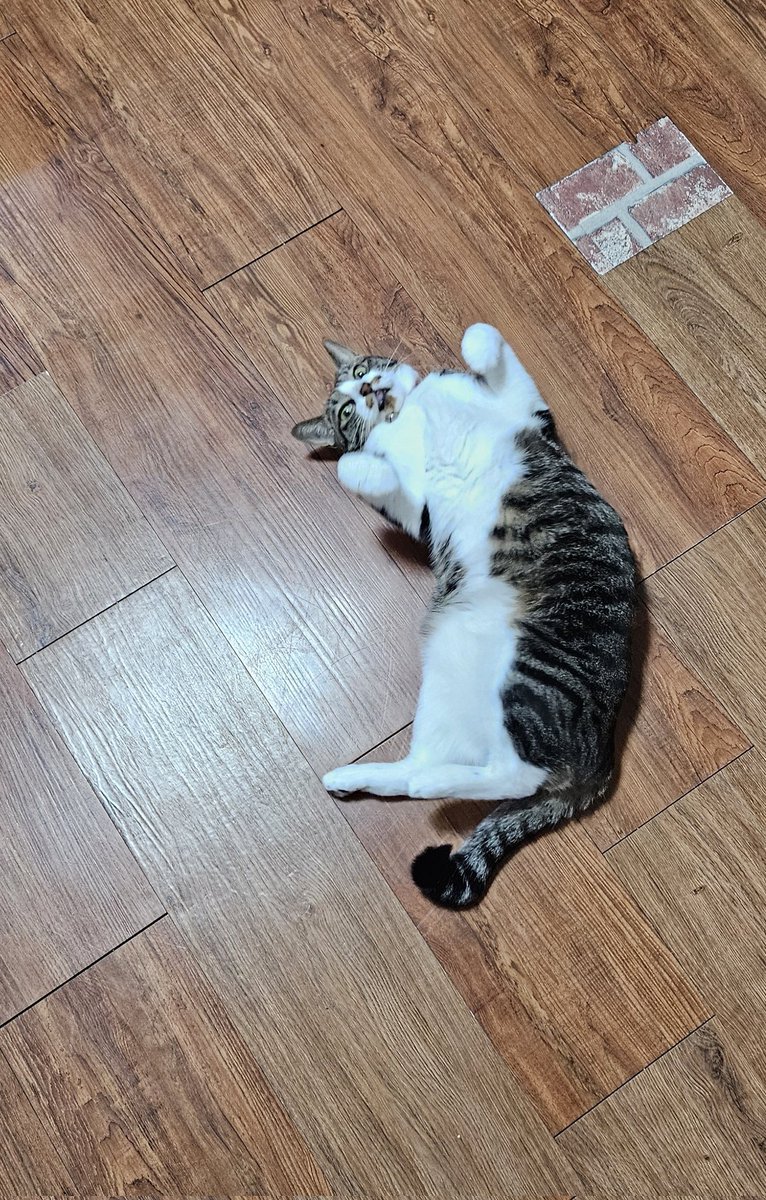 HANI HAYA tweet media