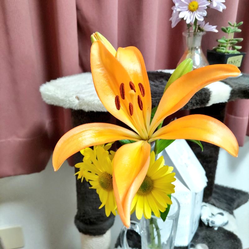 まるみ (@marumi324) / Posts / X