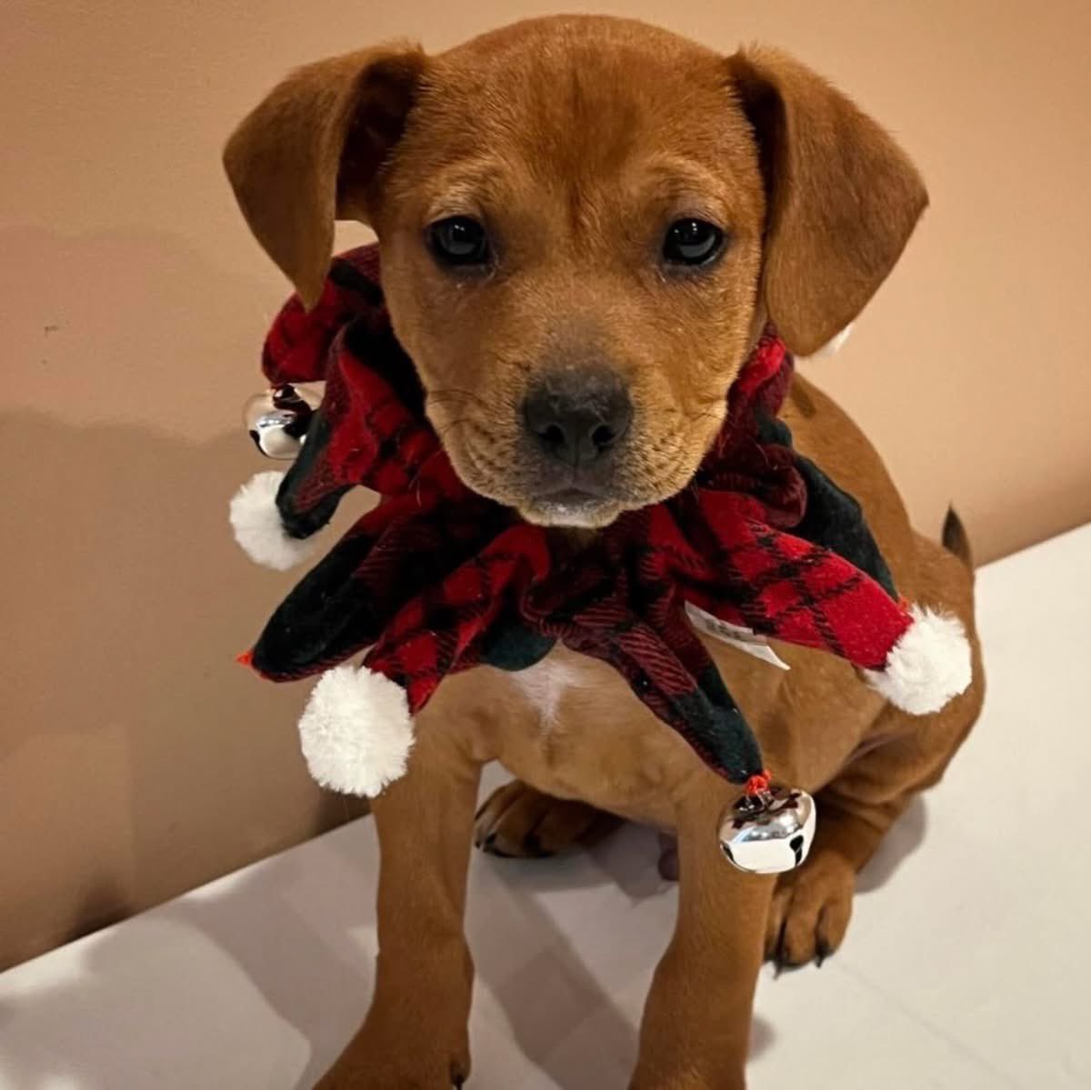 How precious and festive 🦌❤️ are adoptable Hammon &amp; Halo?! 

Learn more and apply to adopt at ophrescue.org/dogs