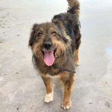 Linda Wuschel sucht Sie Alb (Hund): [Hund: Mischling, 7.5 Jahre]
Linda Hündin kastriert Mischling geb.: ca. 10/2017 Größe: 48 cm Linda kam am 25.6. ins Tierheim. Sie hat schon den Mittelmeertest und ist gesund. Sie war in der Tötung in Hellin und man hat… dlvr.it/TPnF9t