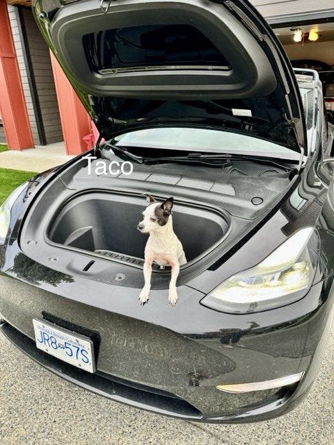28delayslater's tweet photo. It’s time to vote for the #FrunkPuppyFriday pic of the week 

Vote in the poll below 

3,000,000 $Floki tokens to the winner https://t.co/jDeznBbhbk