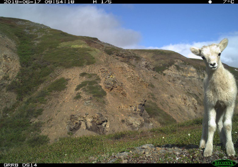 Trail_Cams's tweet photo. https://t.co/b2kPkC56hA