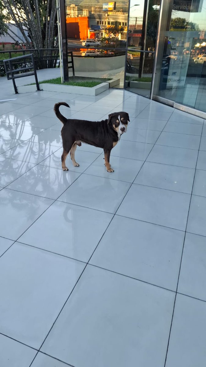 SERVICIO SOCIAL✅️
#REPORTAN ⚠️
SE BUSCA A SU FAMILIA 📣 ‼️

"Hola buenos días. Quería saber si pueden publicar este perrito 
Desde el día de ayer anda en el parqueo de la torre cuscatlan 🥺 pareciera que se ha escapado o perdido porque se ve bien cuidado
Tal vez alguien sabe