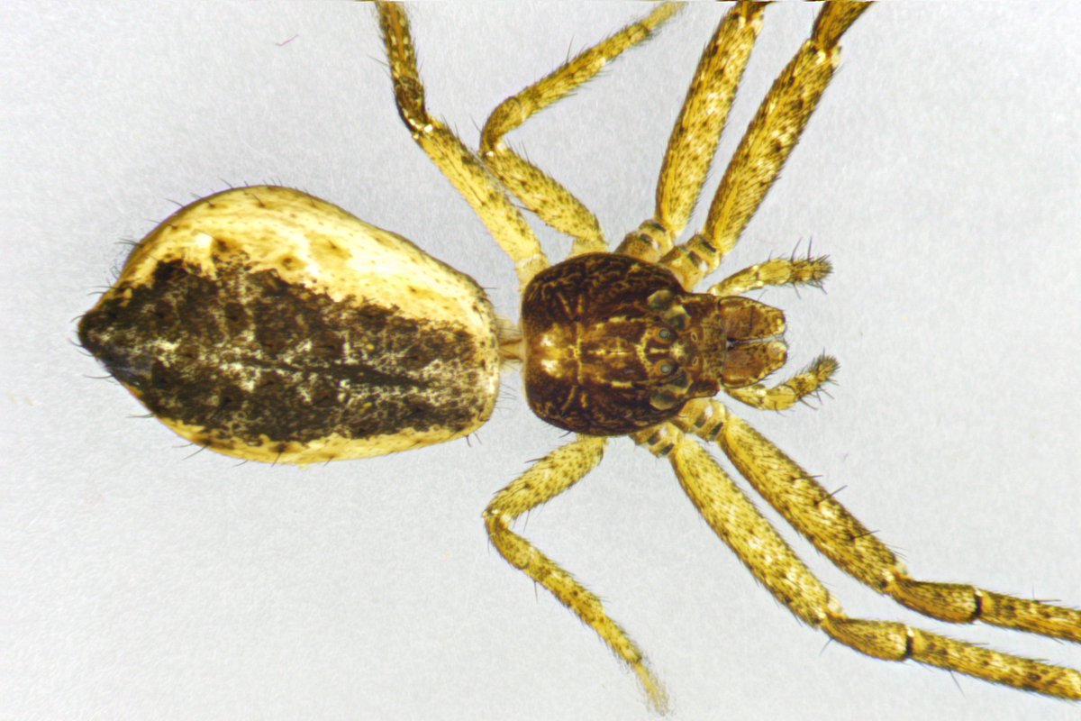 ハナナガトラフカニグモTmarus punctatissimus (Simon 1870)
国産カニグモ科の中でもトップクラスの珍品だと思われる。確かに鼻が長い。