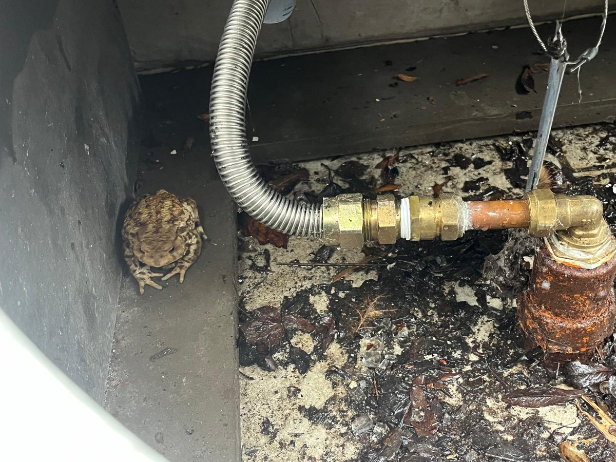 How did you get in there 🐸🔥
<a href="/Flamecheck1/">Flamecheck Ltd</a>