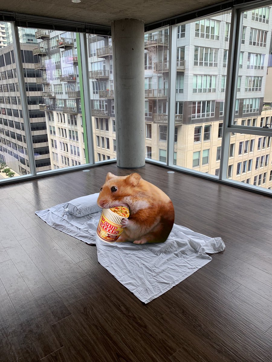 Nomnom is on a strict noodle diet until the market returns.. nom nom 🐹
$nomnom