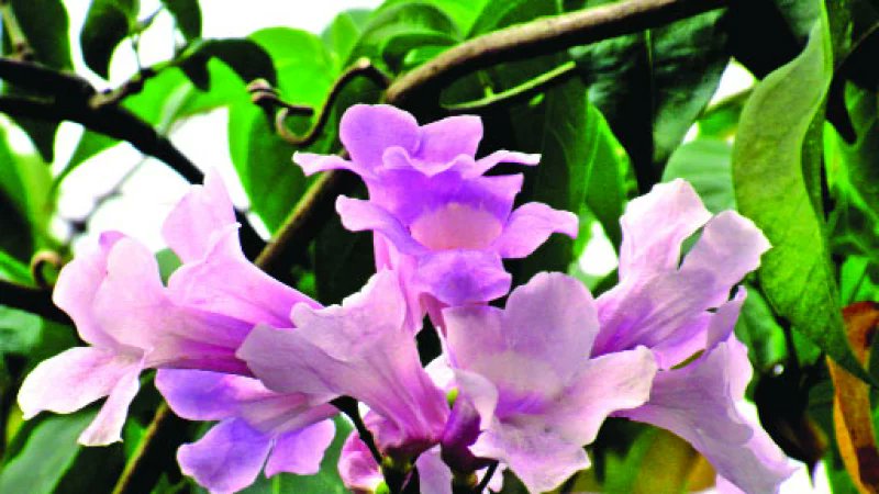 হেমন্তে শিউলি, লতা আর পারুল,  
ফুলে ফুলে সাজে ধরণীর কূল।  
ভোরের শিশিরে জাগে কোমল হাসি,  
মাটির বুকে ছড়ায় রঙিন আভাসি।

লতায় লতায় জড়ায় ভালবাসা,  
পাখির গানে জাগে নতুন আশা।  
পারুল বলে, “আয় হেমন্ত বন্ধু,”  
ফুলে ফুলে বয়ে যায় মধুময় সুগন্ধু। 🌸